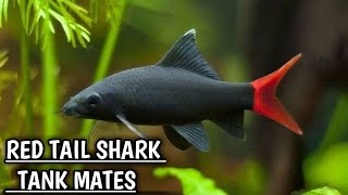 Red tail shark tank mates  Red tailed black shark tank mates [upl. by Axela]