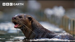 Amazing Otter Moments  BBC Earth [upl. by Lubbock414]