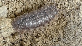 Antlion captures isopoda Ameisenlöwe erbeutet Assel [upl. by Ardnat863]