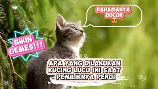 Apa yg dilakukan kucing lucu ini saat pemiliknya pergi Rahasianya bocor 🤩 [upl. by Bald370]