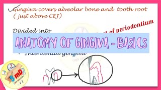 Gingiva  Anatomy  Part 1  Periodontics [upl. by Cleaves]