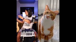 The Kiffness x Chai Kichi  Ha Hee Singing Cat Song catsongs kiffness cats memes viral [upl. by Colbert]