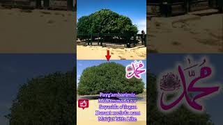 1400 yilik daraxt 😱 shortsviral shoes islam viralvideo uzkino [upl. by Cattier7]