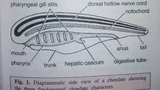 3 Fundamental CHORDATE Characters Phylum Chordata [upl. by Nekcerb]