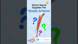 Tibialis Anterior Nerve Supply physiotherapy physicaltherapy anatomy tibialisanterior [upl. by Holton]