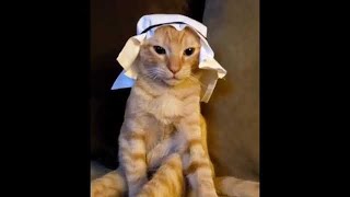 Arabian Cat music meme 1 hour  Mundian to Bach Ke 1 hour [upl. by Dionne831]