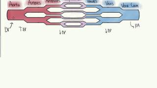 Vasculature [upl. by Shorter993]