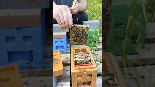 Proizvodnja matica pčelarstvo beekeeper [upl. by Norling661]