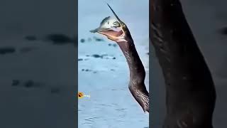 Tamil fish 🐠 Mind Voice comedy 🤣 [upl. by Maccarone189]