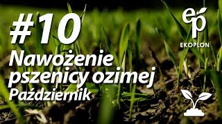 Nawożenie pszenicy ozimej jesienią  W pole z Ekoplonem 10 [upl. by Reider]