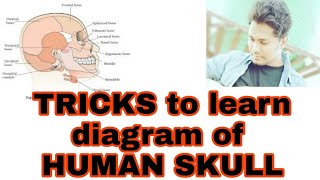 TRICKS to learn DIAGRAMMATIC VIEW OF HUMAN SKULLCLASS11NEET [upl. by Gut364]