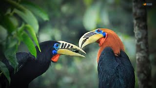 MAJESTIC HORNBILL OF EASTERN HIMALAYA The Rufous Necked Hornbill [upl. by Sneed]