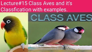 Class Aves Classfication of 🐦 Birds into orders with examples For Bsc ZoologyMiller and Harely [upl. by Annoyt]