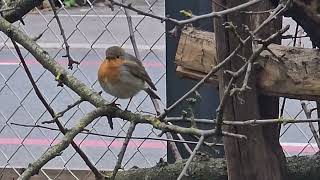 20241111 LJUBLJANA Botanični vrt PASSERIFORMES Erithacus rubecula TAŠČICA [upl. by Alleciram]