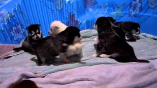 Alaskan Klee Kai Puppy Playtime 3 Weeks Old Miniature Huskys [upl. by Acirret]