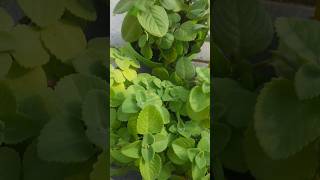 Ajwain plant ka upyog 🪴☘ plant  shorts  garden [upl. by Fry933]