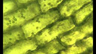 Chloroplasts moving by cytoplasmic streaming in the cells of the aquatic plant Elodea [upl. by Enaitsirk96]