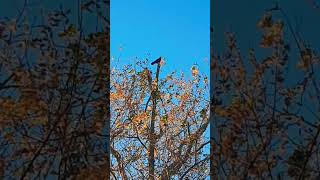 The Crow Has So Much To Say Today 😁 crow talking tree bluesky feathers squawk talkative [upl. by Helaina621]