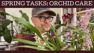 Spring tasks orchid care general tips [upl. by Sharron]