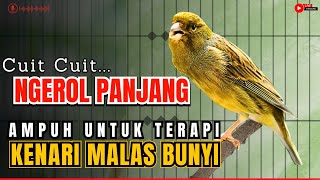 KENARI GACOR PANJANG Rol Rapat EMOSI Cuit cuit Ngerol AMPUH utk Pancingan kenari paud belajar bunyi [upl. by Hermon]