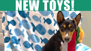 Basenjis Get More New Toys nocciola [upl. by Amethist]