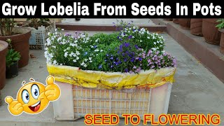 Simple amp Easy Way To Grow Lobelia Flower Plant in Pots 🪴 SEED TO FLOWERINGबीज से लोबेलिया उगाएं🤩 [upl. by Woo436]