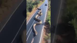 Big Anaconda Snake in the World 😮 shorts snake viralvideo trending youtubeshorts [upl. by Payson]