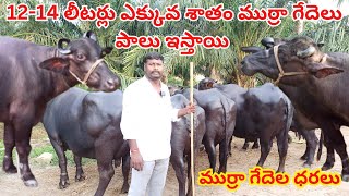 ఆంధ్ర లో ముర్రా గేదెలు అమ్మకానికి వున్నాయి  Murrah Buffaloes For Sale [upl. by Daphna783]