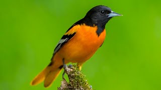 Baltimore Oriole sounds  baltimore oriole call  oriole chirping  baltimore oriole song [upl. by Nywloc244]