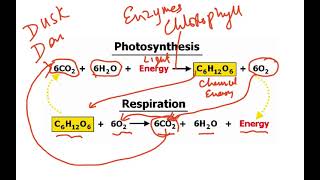 O LEVEL BIOLOGY RESPIRATION VIDEO 1 CHAPTER 8 [upl. by Atinot]