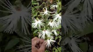 Habenaria medusa in habitat anggrek tanah yg unik [upl. by Raddi396]