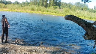 Cowlitz river summer Steelhead  Barrier dam hatchery 2023 [upl. by Allenad]