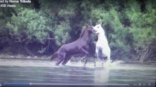 Stallions Fight For Mare or A Stallion Steals A Mare From Another Herd  Horse Herd Behavior [upl. by Nos]