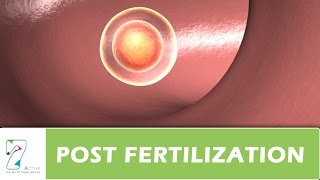 POST FERTILIZATION [upl. by Aelhsa]