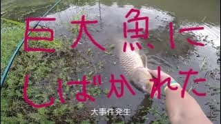 千葉県 巨大魚にロッドを折られる [upl. by Annyrb]