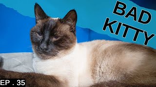 Siamese cat almost ruined our vacation we almost came home early [upl. by Batchelor]