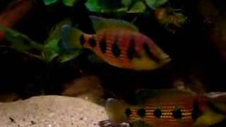 hemichromis elongatus cameroon [upl. by Struve]