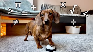 Mini dachshund does dog math [upl. by Alieka]