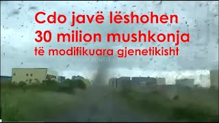 CDO JAVE LESHOHEN 30 MILION MUSHKONJA TE MODIFIKUARA GJENETIKISHT😮 [upl. by Stutzman]