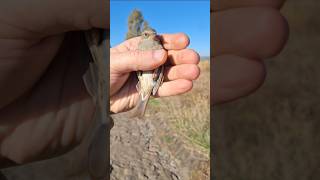 Обзор ЛЕСНАЯ ЗАВИРУШКА🐦🐦🐦 Prunella modularis [upl. by Aihsiym]