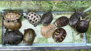 Releasing the Turtles in the Outdoor Pond [upl. by Zamir443]