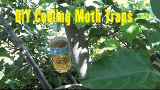 DIY Homemade Codling Moth Trap  How I Made Them [upl. by Chancey]