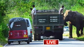 🔴 LIVE quotWild Elephant Blocks Road in Sri Lanka  ButtalaKataragama Highway Encounter Caught LIVEquot [upl. by Andras]