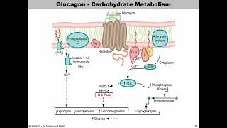 Lecture 10  Glucagon  Slide 172191 END [upl. by Moreno]