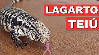 LAGARTO TEIÚ – GUIA DA ESPÉCIE – QUATRO PATAS [upl. by Reamonn]