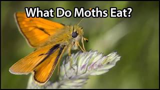 What Do Moths Eat [upl. by Lakym]