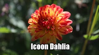 Icoon Dahlia [upl. by Nwahsirhc]