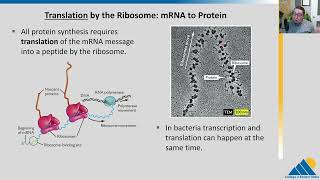 BIOL201 Ch155  Ribosomes and Protein Translation [upl. by Biamonte]