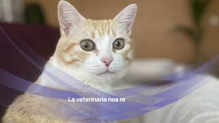 Descubre cómo FortiFlora® ayudó a mejorar la calidad de vida de Gala una gata con cáncer [upl. by Guillema152]