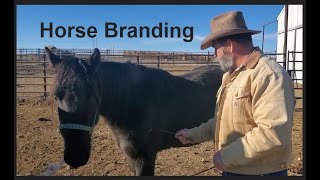 Horse Branding December 2020  Livestock Brand  Hot Iron [upl. by Leach541]